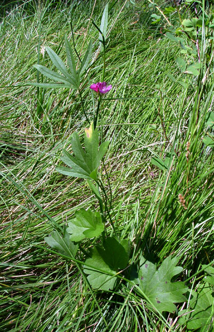 093-sidalcea_ranunculacea270100-650