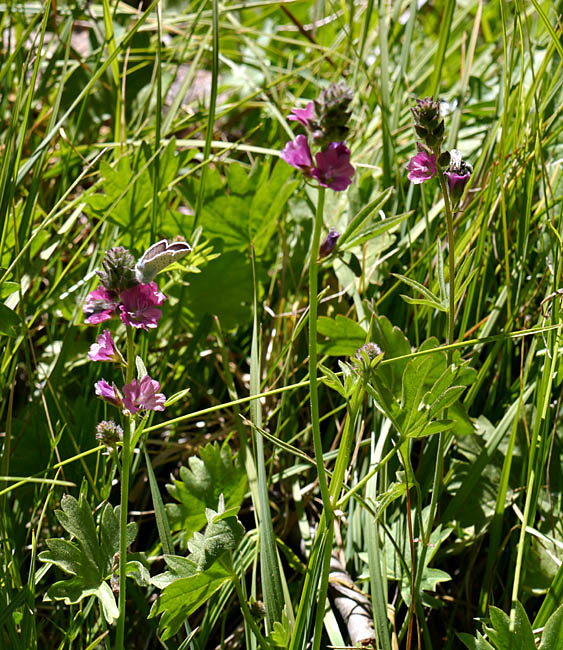 093-sidalcea_ranunculacea270100-650