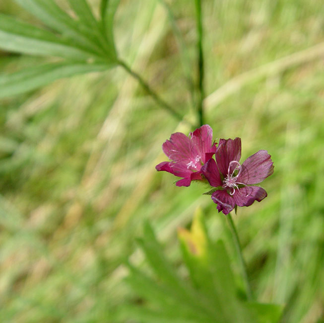 093-sidalcea_ranunculacea270100-650