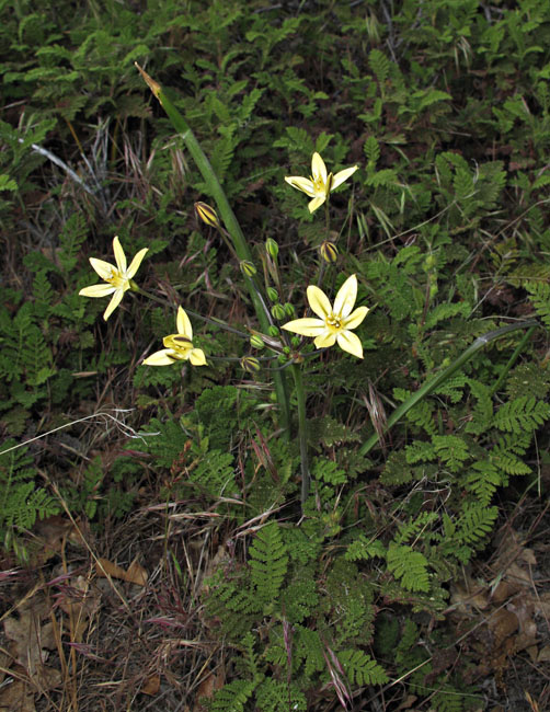 095-Triteleia_ixioides_ssp._anilina230770a-650