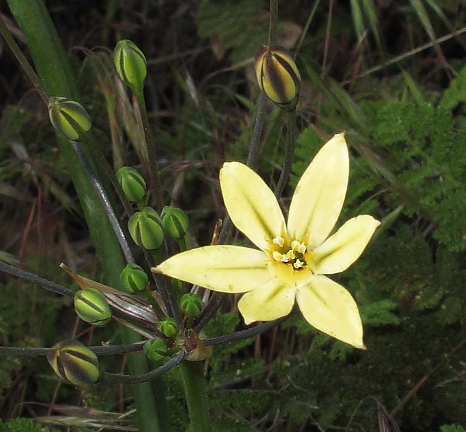 095-Triteleia_ixioides_ssp._anilina230770a-650