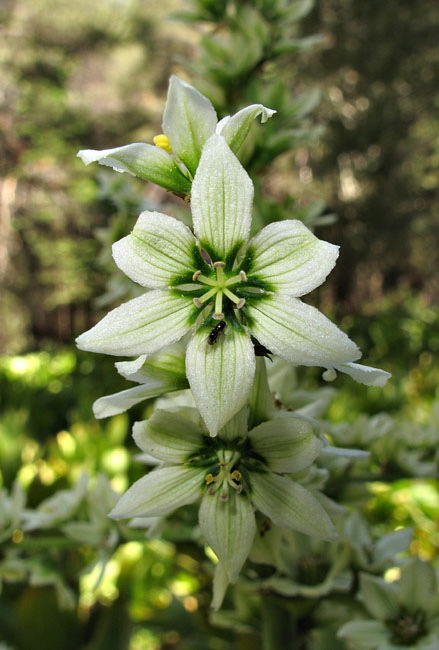 096-veratrum_californicum270436-650
