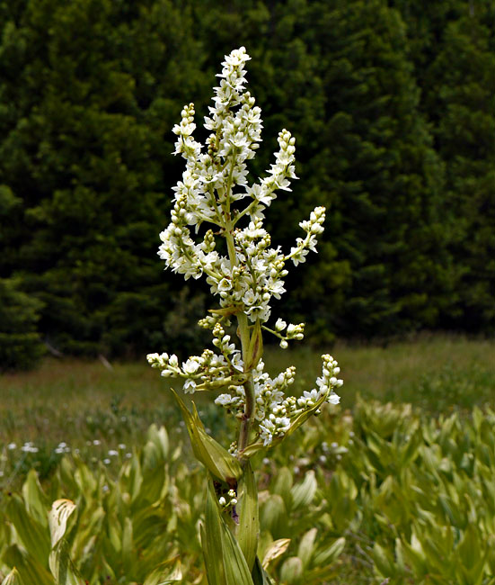 096-veratrum_californicum270436-650