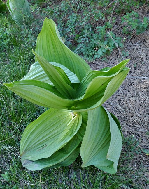 096-veratrum_californicum270436-650