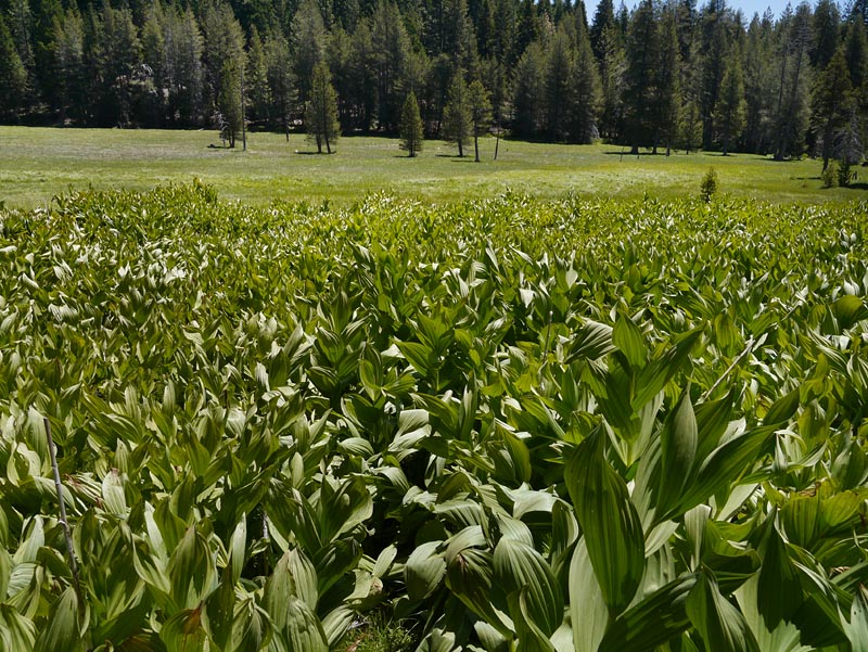 096-veratrum_californicum270436-650