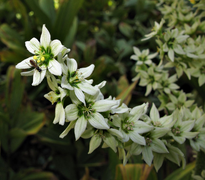 096-veratrum_californicum270436-650