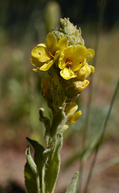 097-verbascum_thapsus260763-650