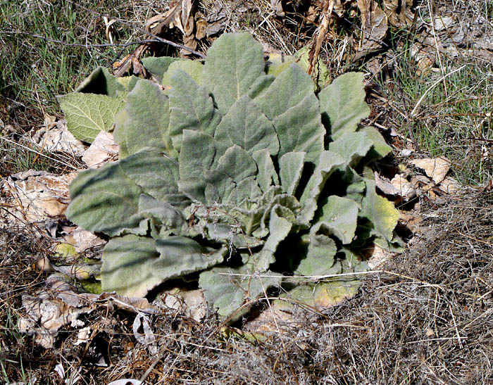 097-verbascum_thapsus260763-650