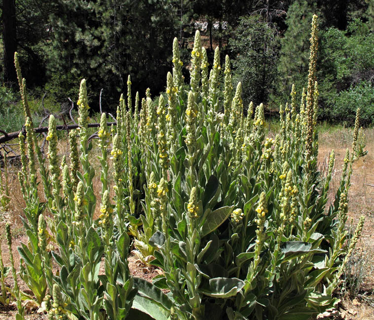 097-verbascum_thapsus260763-650