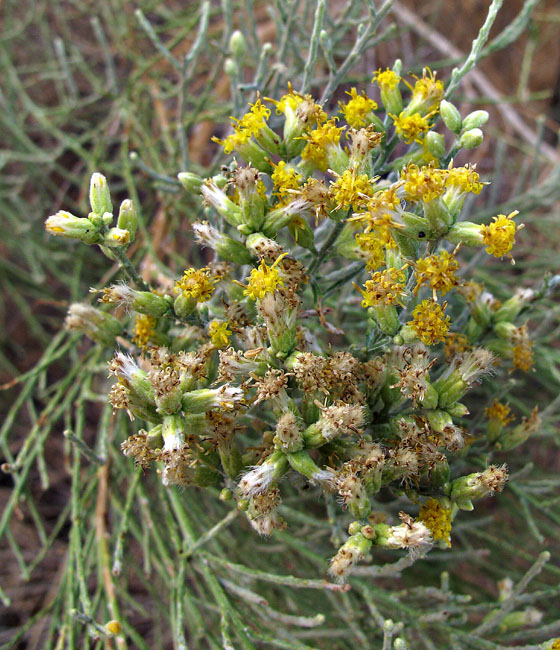 099-lepidospartum5730-650