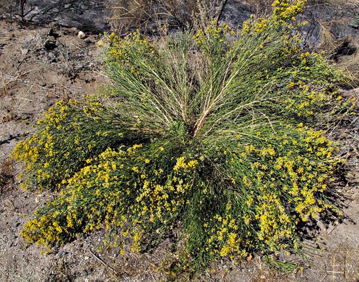 100-lepidospartum-mtn992947-700
