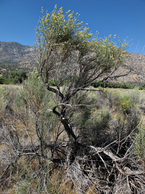 100-lepidospartum-mtn992947-700