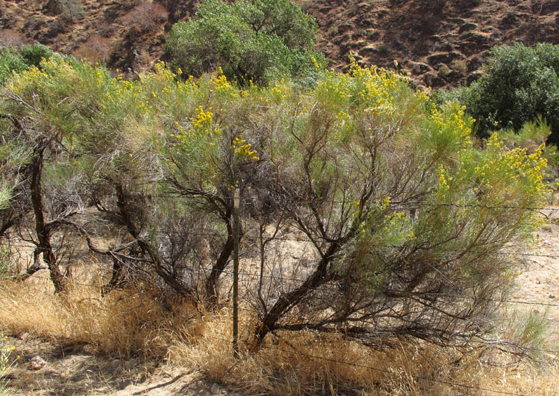 100-lepidospartum-mtn992947-700
