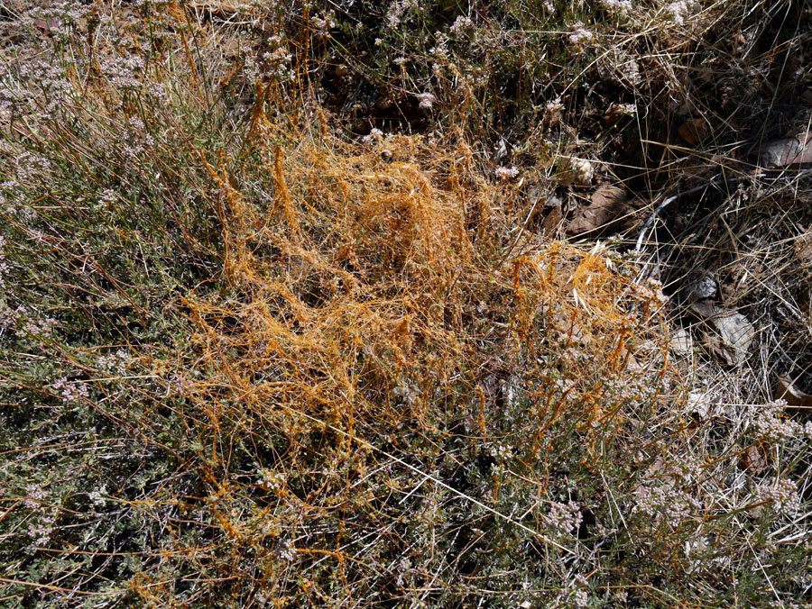 100-lepidospartum-mtn992947-700