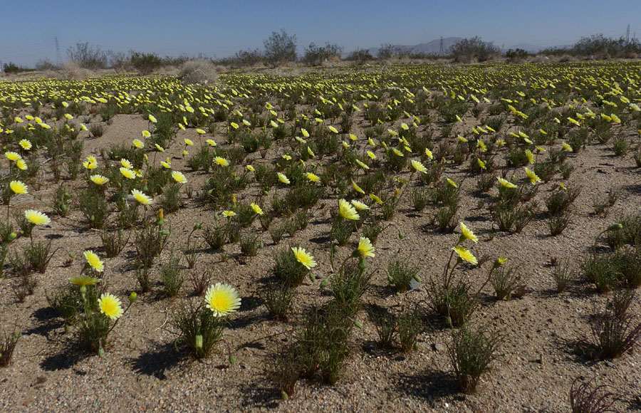 100-lepidospartum-mtn992947-700