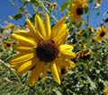 051-helianthus_annus3465-650