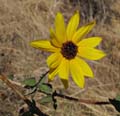 052-helianthus_gracilentus8158-650