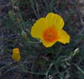 053-eschscholzia_californica240509-650