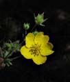 054-potentilla_flabellifolia2523-650