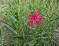 055-ipomopsis_aggregata2754