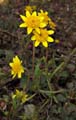 056-lasthenia_californica2827-650