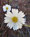057-layia_glandulosa4041-650