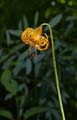 058-lilium_kelleyanum260173-650