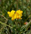 059-lotus_corniculatus270585-650
