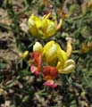 060-lotus_heermannii1958mtn99-650