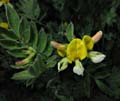 061-lotus_oblongifolius1719-650
