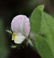 062-lotus_purshianus7286-650