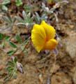 063-lotusstrigosus2604