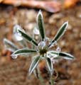 064-lupinus_6763b-650