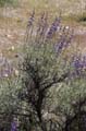 065-lupinus_albifrons6406-650