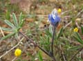 067-lupinus_bicolor2599-700