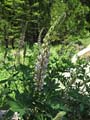 068-lupinus_latifolius2331-650