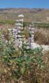 069-lupinus_microcarpus1438-650