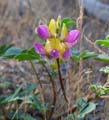 072-lupinus_stiversii230778-650