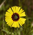 073-madia_elegans240707-650crop