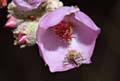 074-malacothamnus_fasiculatus4615-800