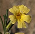 075-mimulus_aurantiacus223-650