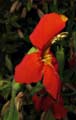 076-mimulus_cardinales6110-650