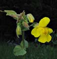077-mimulus_guttatus1710-650