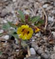 078-mimulus_mephiticus270486-650