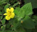 079-mimulus_moschatus2692-650
