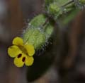 080-mimulus_pilosus6917-650