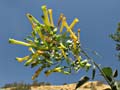 082-nicotiana_glauca4522-700
