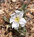 083-oenothera_californica5405-650