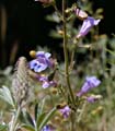 085-penstemon_laetus260094-650