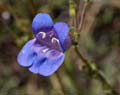 086-penstemon_speciosus460-700